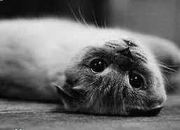 揭秘娱乐圈“吃瓜”现象：从好奇心到理性参与的演变