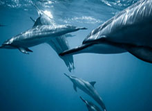 爆料网揭秘国产K频道与吃瓜娱乐新潮流