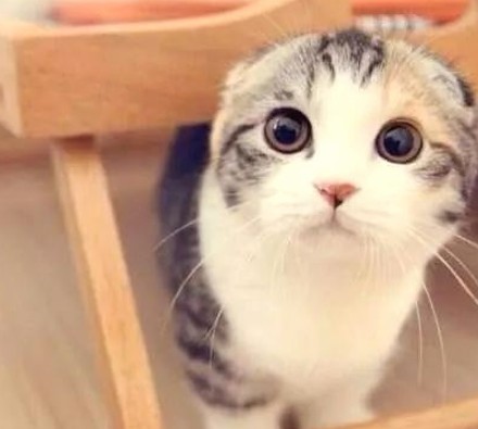 明星八卦聚焦：娱乐圈风云与爆料揭秘