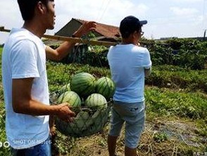 娱乐圈吃瓜现象背后的多重视角：从丑闻爆料到文化现象