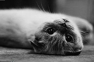 揭秘娱乐圈“吃瓜”现象:从好奇心到理性参与的演变