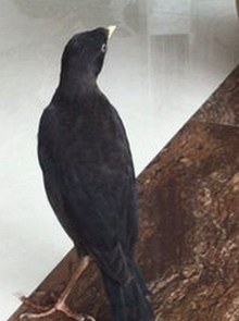 娱乐圈新潮流：纸牌塔明星猜谜游戏与王小甜小说的“吃瓜”热现象