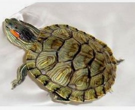 娱乐圈吃瓜爆料全解析：明星幕后故事与亲子娱乐新风尚